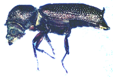 Auger Beetle