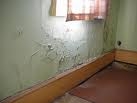 Rising Damp Picture