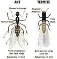 Termite V Ant 2 Picture