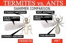 Termite V Ant Picture